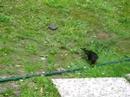 CipCiop vigoroso merlo di Monzambano CipCiop vigoroso merlo di Monzambano