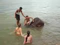 Falling off elephants