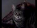 videos de {R.I.P} Tig