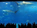 The Churaumi Aquarium in Okinawa. We can see whale sharks and manta-rays in the huge main tank.