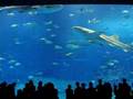 Churaumi Aquarium, Okinawa