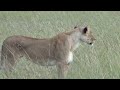 Lions
