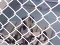 Crazy Barking Dog
