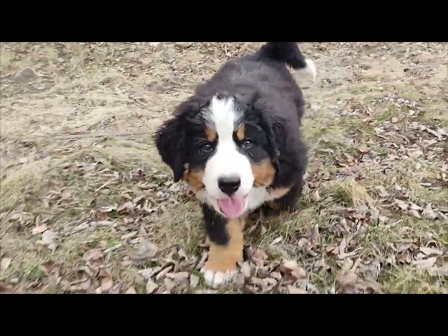 JUST 1 adorable CKC registred BMD puppy avaliable in Dogs & Puppies for Rehoming in Dawson Creek