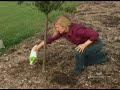 Osmocote Gardening Tip 20 Caring for Trees Osmocote Gardening Tip 20 Caring for Trees