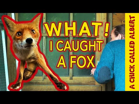 The Unexpected Capture and Release of a Fox