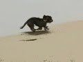 Salchicha video