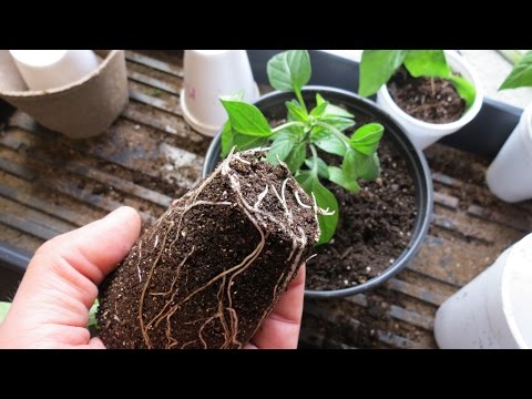 how to transplant seedlings to larger pots