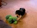 Beagle video