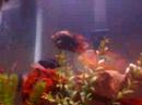 flower horn cichlid fights