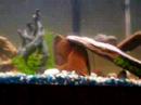 flower horn cichlid fights