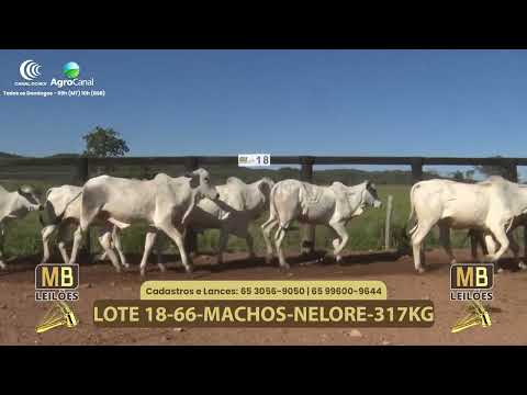 550� LEIL�O VIRTUAL MB LEIL�ES