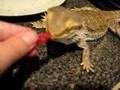 Zeppy eats strawberries