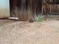 Hoodwin the guinea pig runs around the yard!