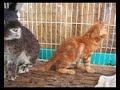 事故猫をウサギが介護０３ A rabbit nursed a cat.