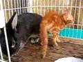 事故猫をウサギが介護０３ A rabbit nursed a cat.