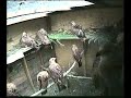 Red Kite Irritable Nr. 2