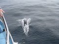 Pacific White Sided Dolphins Bow Riding, Moss Landing
