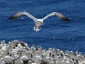 A photo essay of Cape St. Mary's, Newfoundland and Labrador.  See the second largest northern gannet colony in North America.
