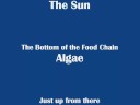 The Artic Food Chain.wmv