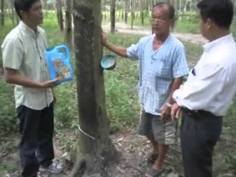 how to fertilize rubber trees