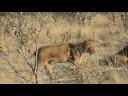 Africa - African Safari 