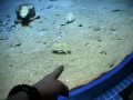 This is what happens when you show a cuttlefish himself on video.