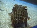 Angry Cuttlefish