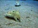 Angry Cuttlefish