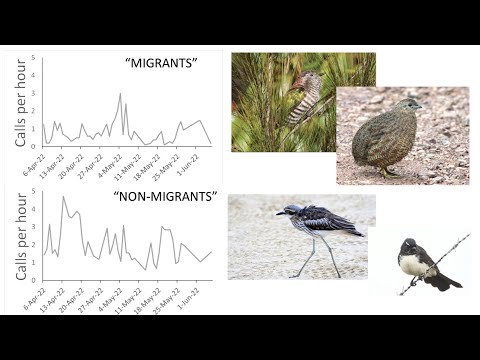 <p>Unlocking the secrets of bird migration in Australia</p>
 video thumbnail