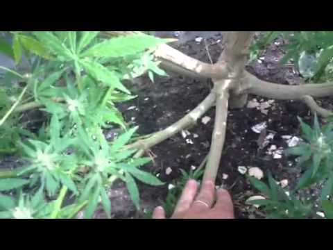 how to harvest outdoor sativa