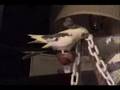 Amorous cockatiel