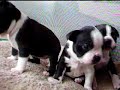 TOP 10: Cei mai tari catelusi de pe Youtube -  (embed)