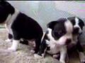 Boston Terrier video
