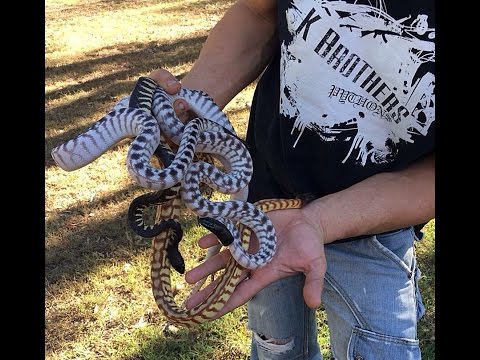 YouTube reptile video