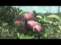 A few suggestions to help you get the most out of your visit to a New England Orchard.