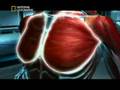 Anabolic Steroid side effects