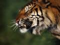 Macan Hutan - DEBU