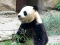 Beijing animal