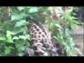 Hi, this is JaguarJedi! To ensure that people can find me if I get deleted again, I've created this backup channel. :) This video is made so people can re-subscribe to me in case of emergency or deletion. Please friend and subscribe! ~* Walk safe in the paths of the Jaguar! *~ Filmed at the Woodland Park Zoo, Seattle, WA (