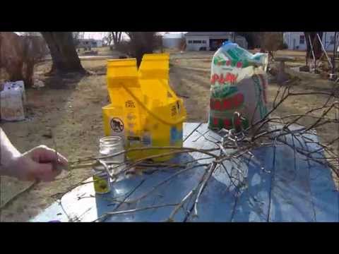 how to replant a lilac bush