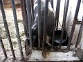 Angry pig