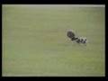 comedy38 afv comedy comedy38 afv comedy