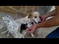Click here to watch this video Un hogar para estas amigas!