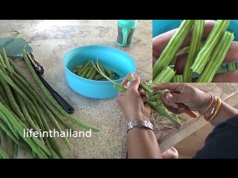 video-linktoworks-Moringa pods (drum sticks), when to harvest, how to ...