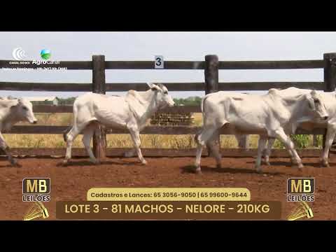 515� LEIL�O VIRTUAL MB LEIL�ES