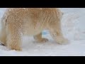 ホッキョクグマとタイヤ
