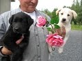 Chien Bella ou chien Nouga