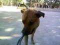 Marru jugando