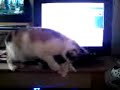 Kitn